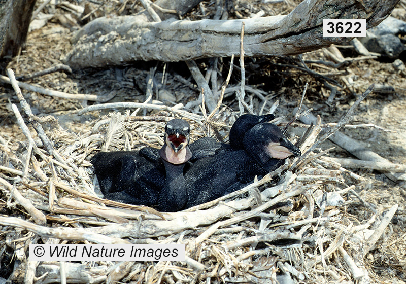 Double-crested Cormorant (Phalacrocorax auritus)
